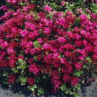Teppich-Fettblatt 'Schorbuser Blut' (x3) - Sedum spurium Schorbuser Blut - Bakker