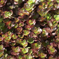 Bodendecker - Teppich-Fettblatt 'Schorbuser Blut' (x3) - Sedum spurium Schorbuser Blut