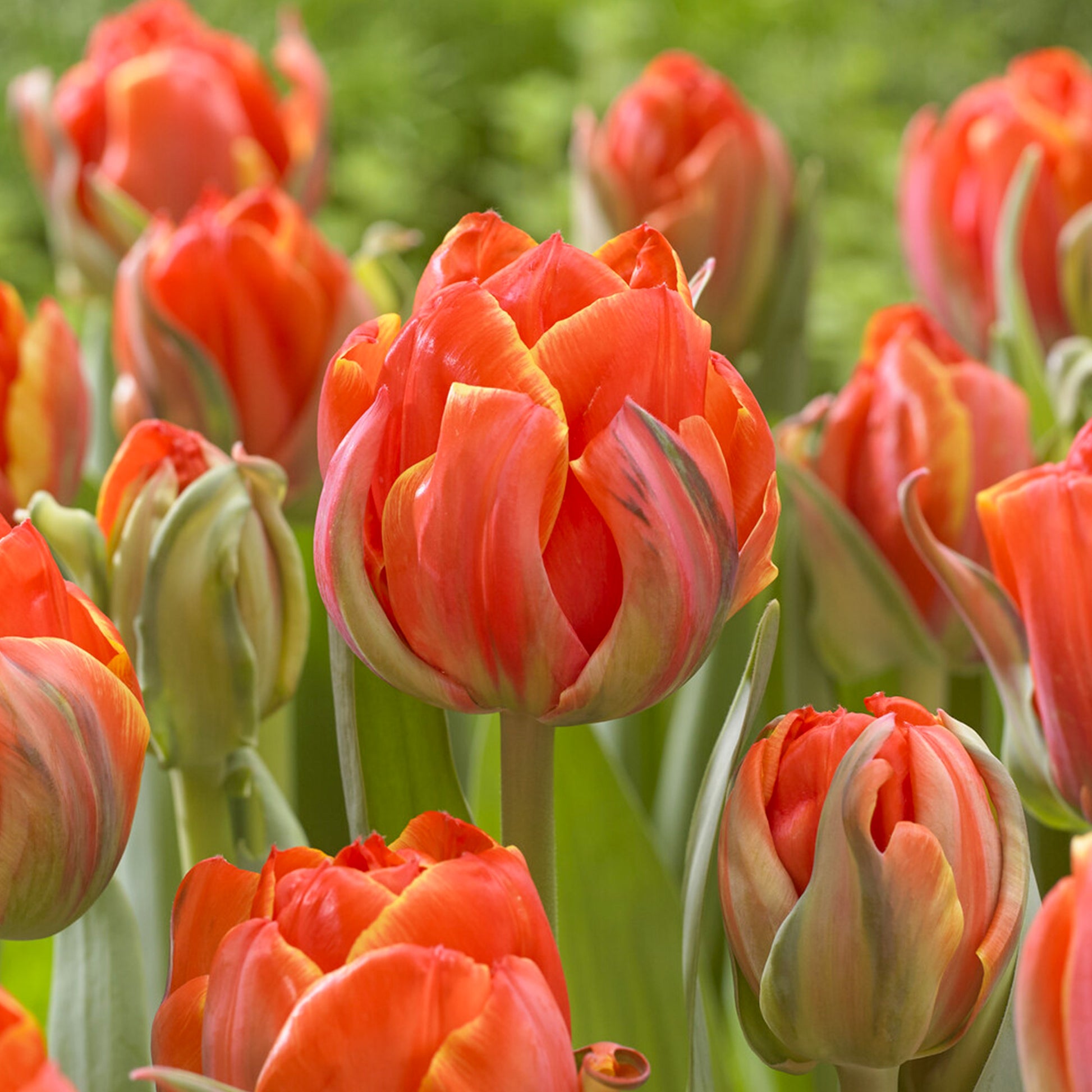 7 Doppelte Spätblühende Tulpen Queensday - Tulipa double late Queensday - Bakker