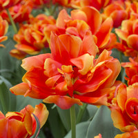 7 Doppelte Spätblühende Tulpen Queensday - Bakker