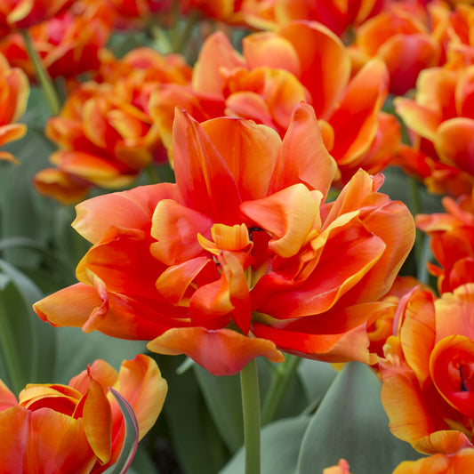 7 Doppelte Spätblühende Tulpen Queensday - Bakker