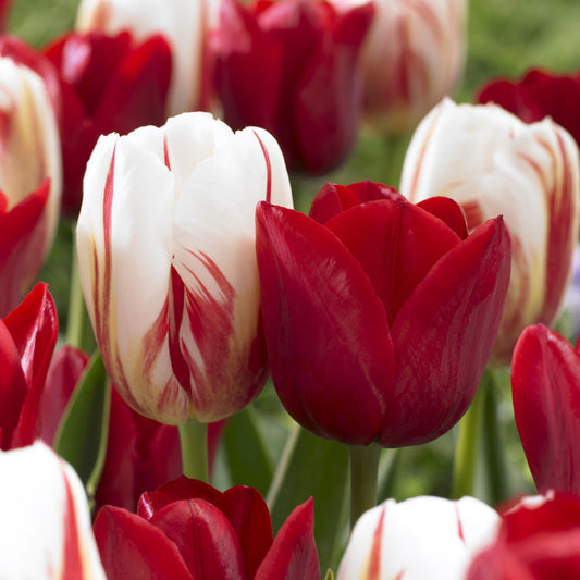 8 Tulpen Love Circle - Bakker