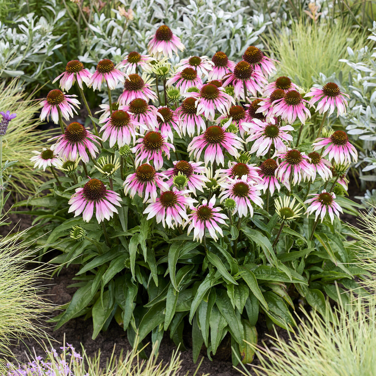 Sonnenhut 'Special White Purple' - echinacea special withe purple - Bakker