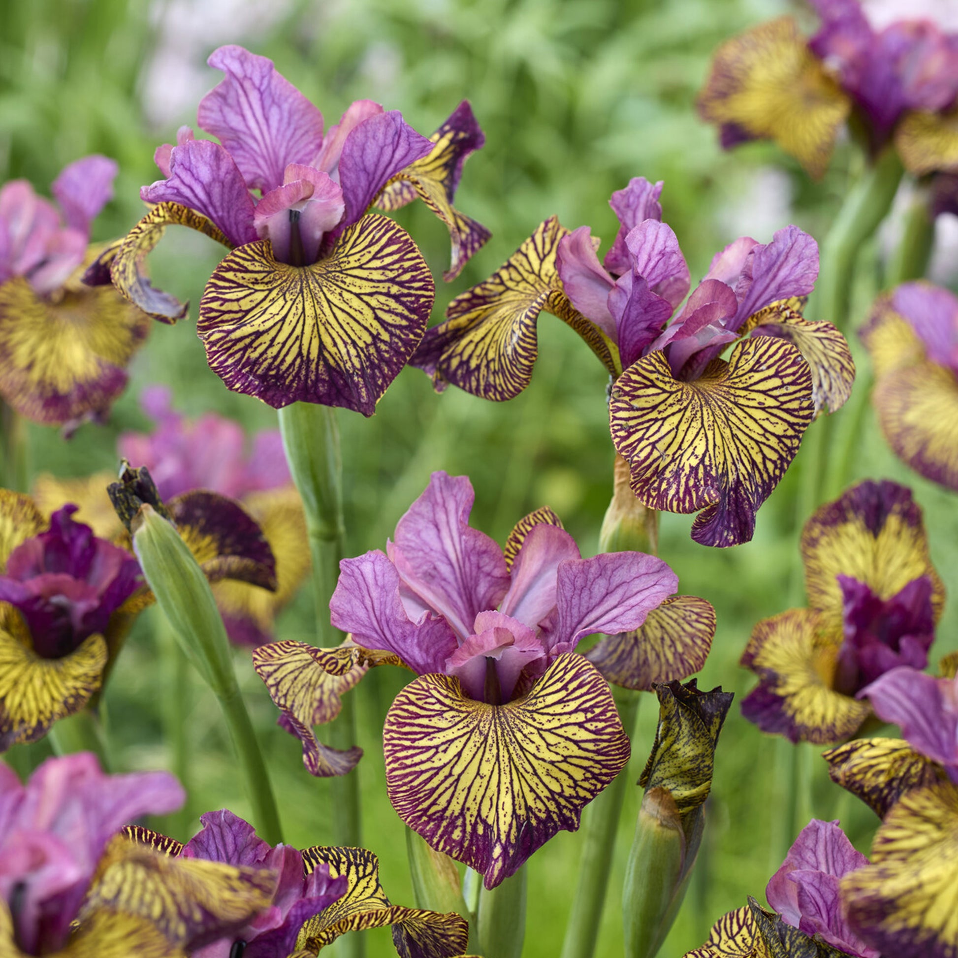 Sibirische Schwertlilie 'Juniper Leigh' - iris sibirica juniper leigh - Bakker