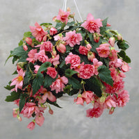 Rosa Hängende Begonie - Bakker