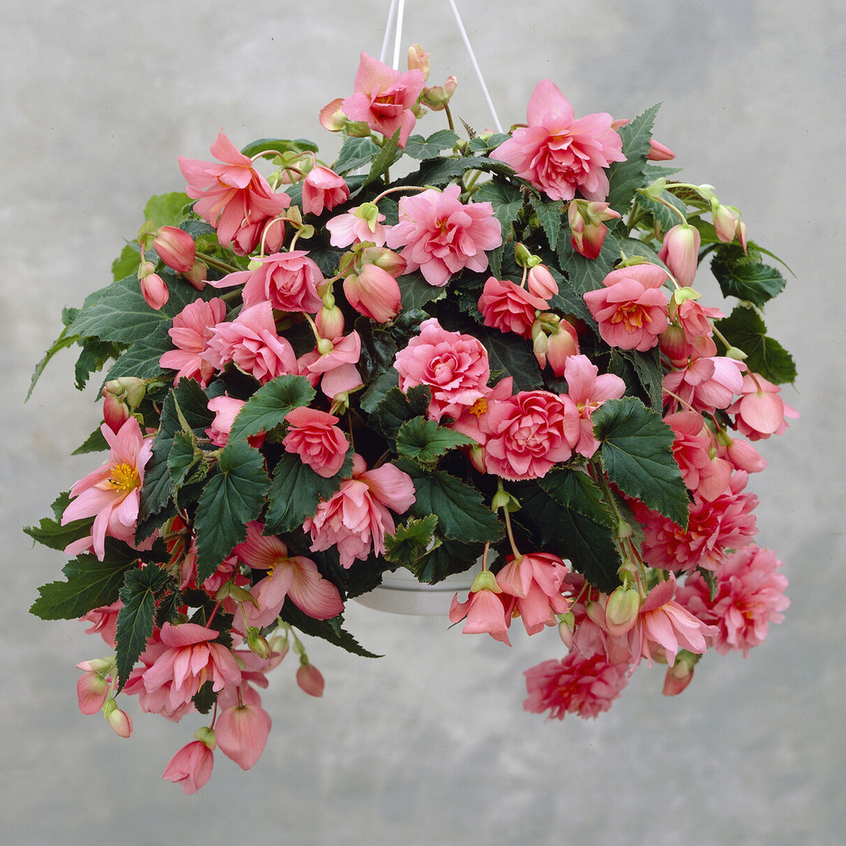 Rosa Hängende Begonie - Bakker