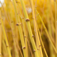 Fächerahorn 'Bi-hoo' - Acer palmatum 'bi hoo' - Bakker