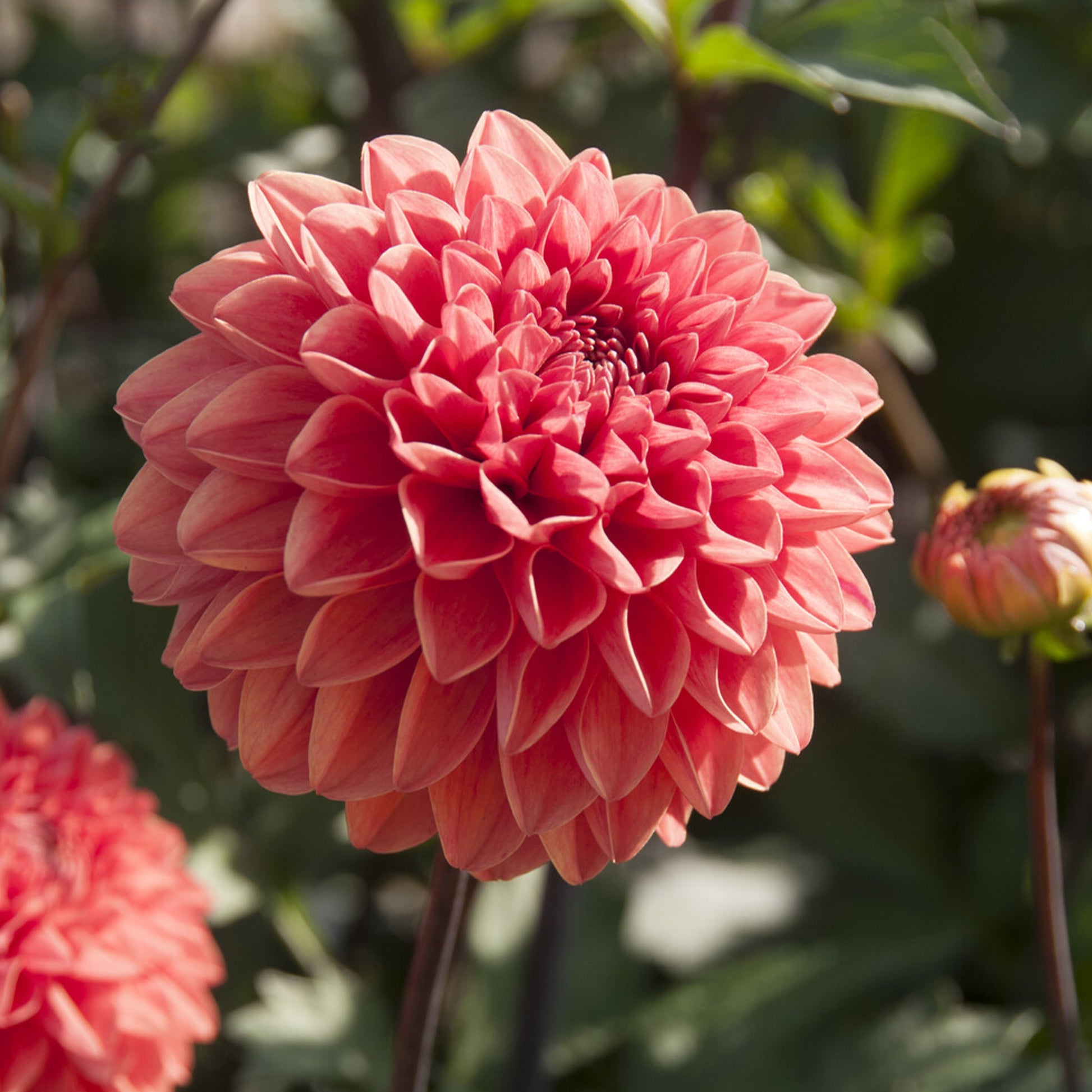 Dahlie Blitzer - Dahlia Blitzer - Bakker