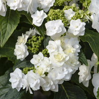 Hortensie Doppio Bianco - Bakker