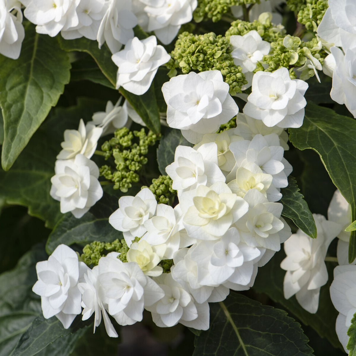 Hortensie Doppio Bianco - Bakker