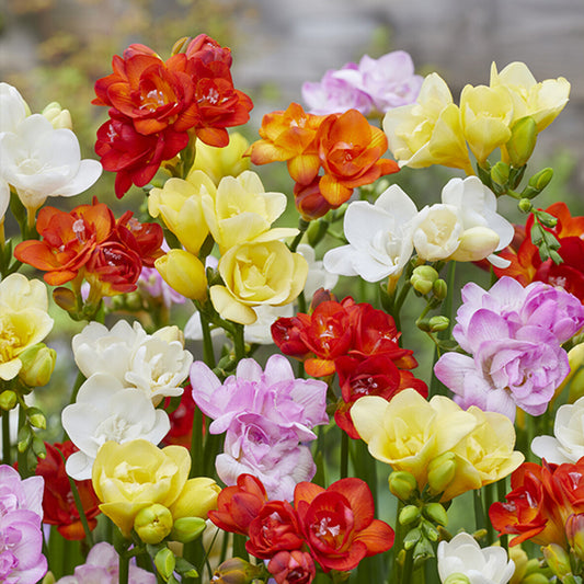 Doppelblütige Freesie Mischung (x25) - Freesia