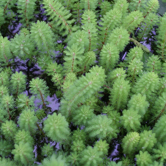 Wassermyrill "Red Stem - Bakker