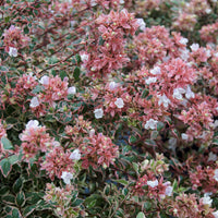 Abelia grandiflora Magic Daydream ® - Großblütige Abelie Magic Daydream® - Abelia