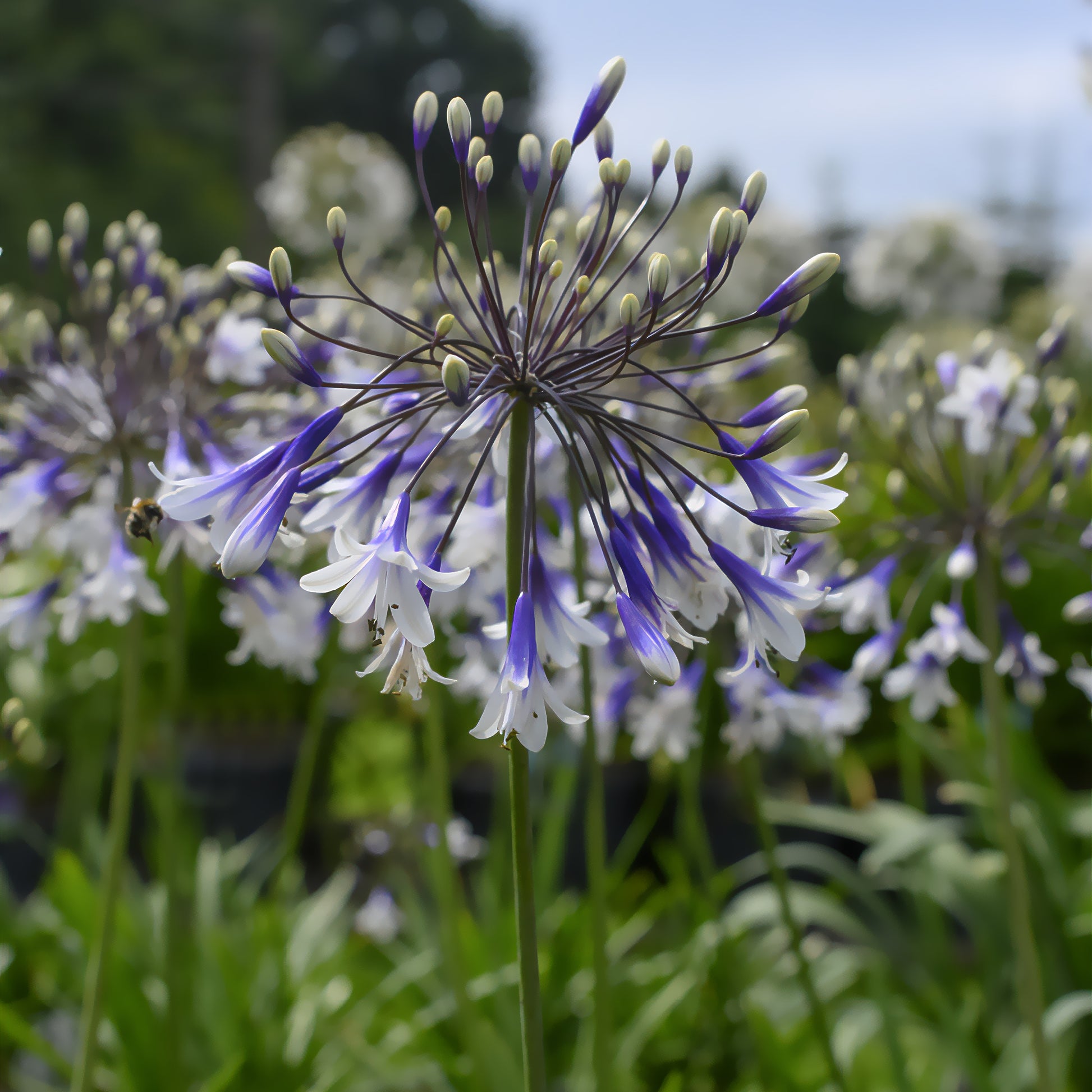 Agapanthus Fireworks - Schmucklilie - Bakker