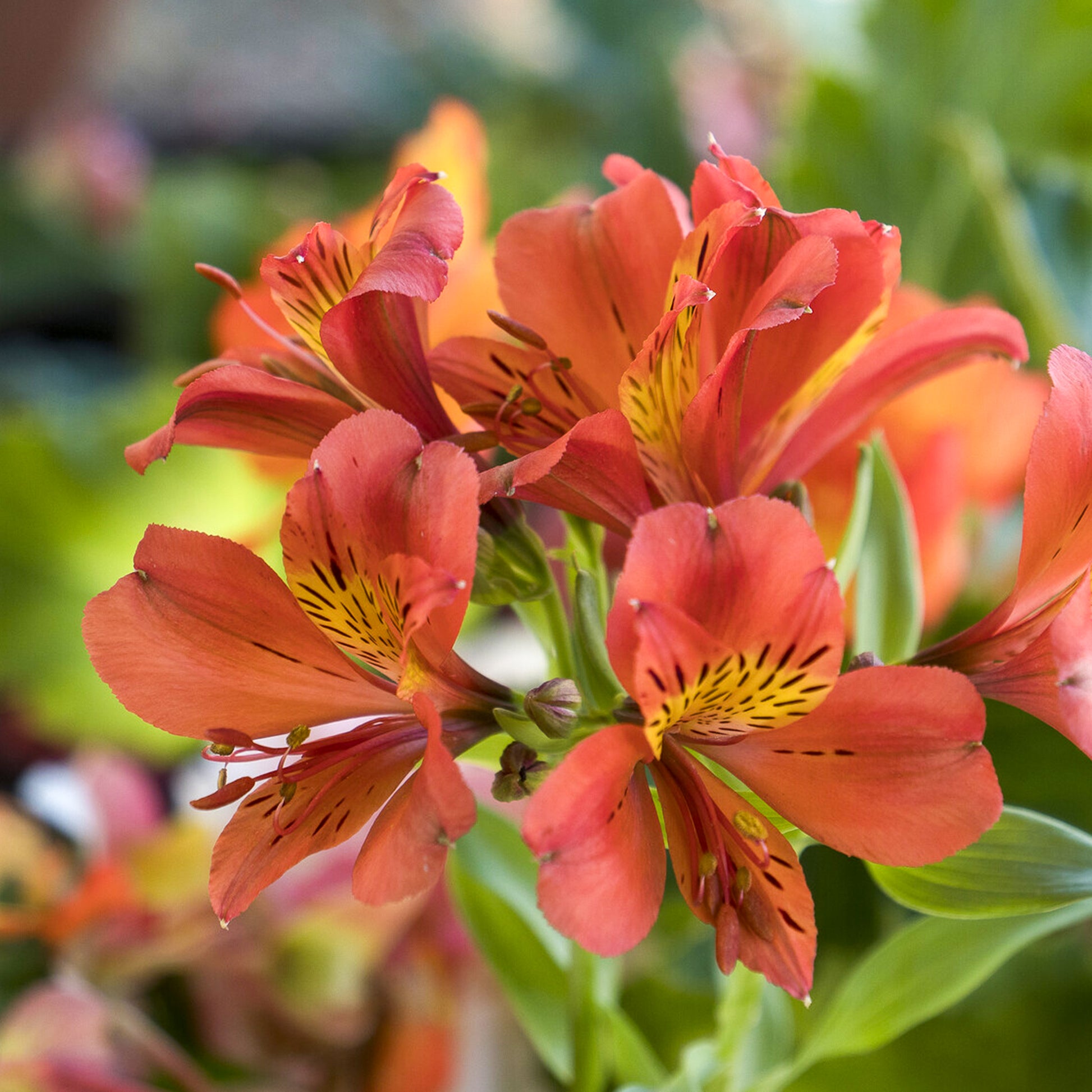 Inkalilie - Alstroemeria Majestic Brissac - Alstroemeria Majestic Brissac - Bakker