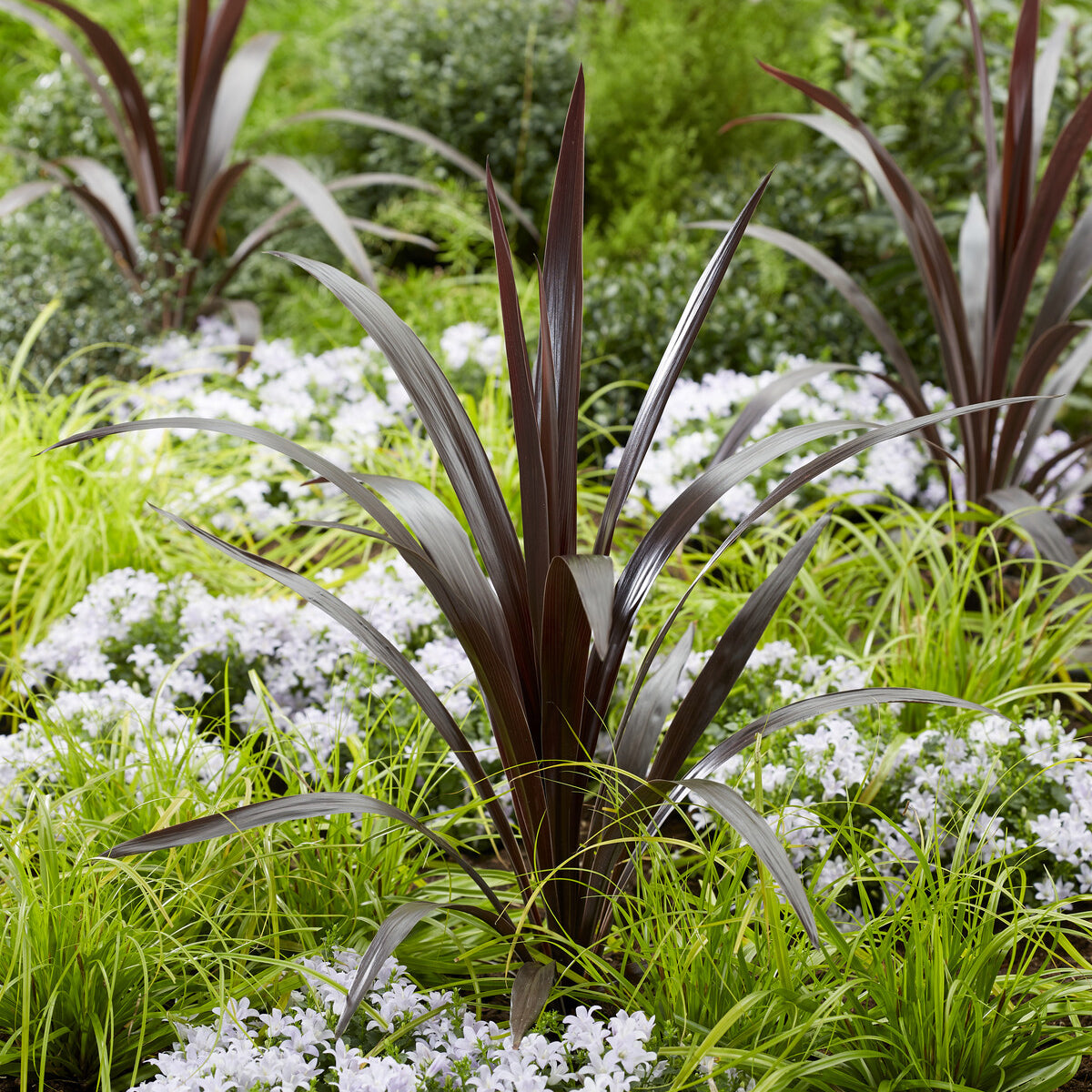 Cordyline obtecta 'Super Star' ®. - Cordyline obtecta Superstar® - Bakker