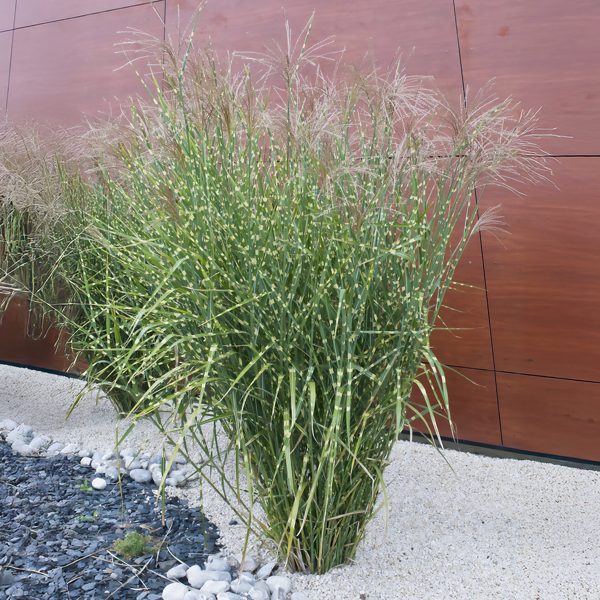 Chinaschilf 'Zebrinus' - Miscanthus sinensis Zebrinus | Bakker.com