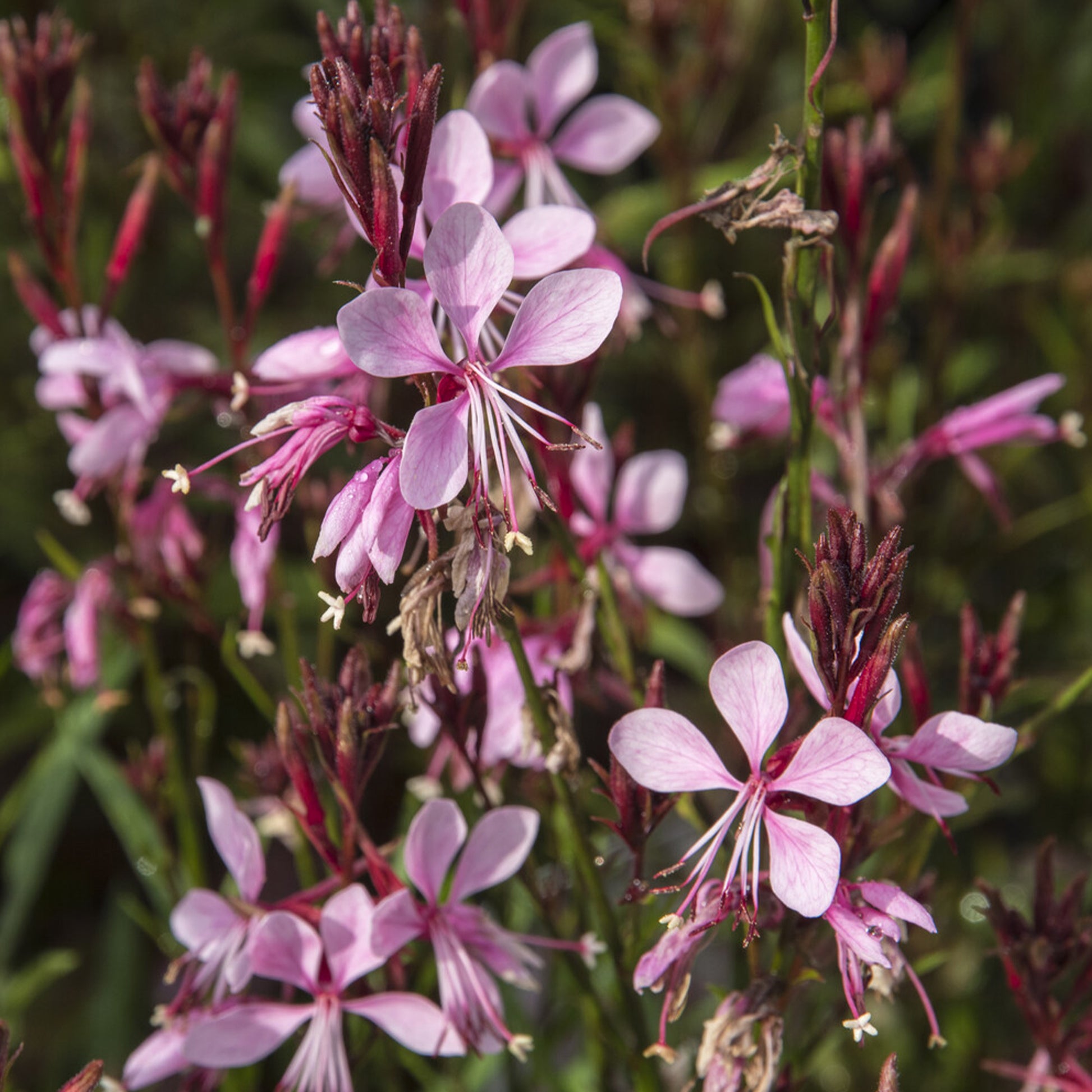 Prachtkerze Baby Butterfly Dark Pink - Gaura lindheimeri Baby Butterfly Dark Pink - Bakker