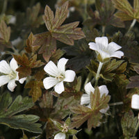 Geranie Sanne - Geranium oxonianum Sanne - Bakker