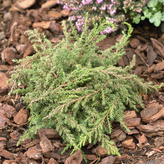 Gemeiner Wacholder Green Carpet - Bakker