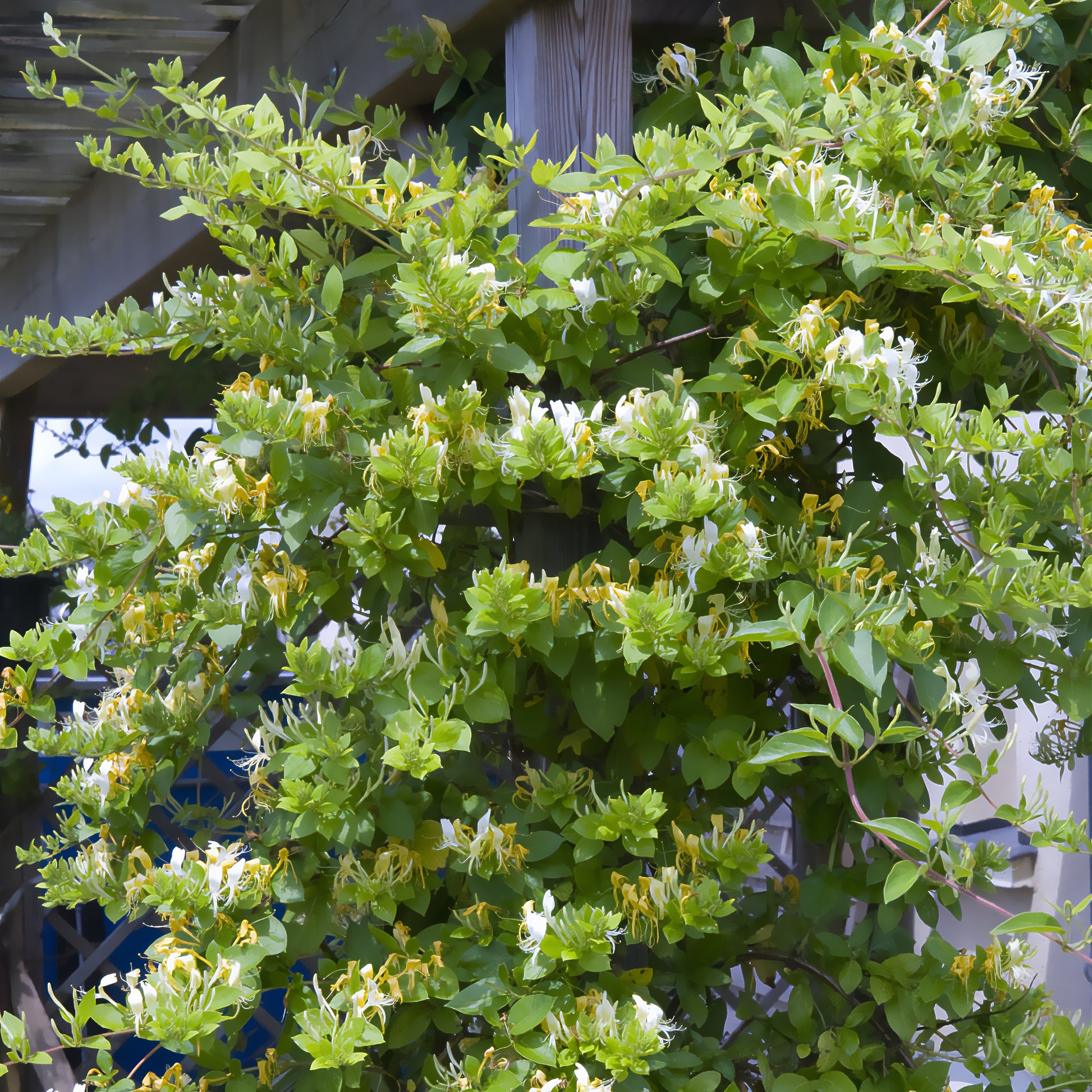 Japanische Geißblatt Halliana - Bakker