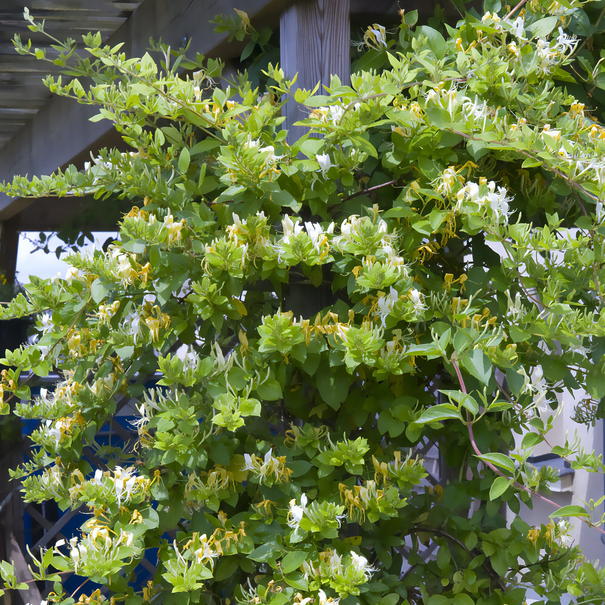 Japanisches Geißblatt ‘Halliana’ - Bakker