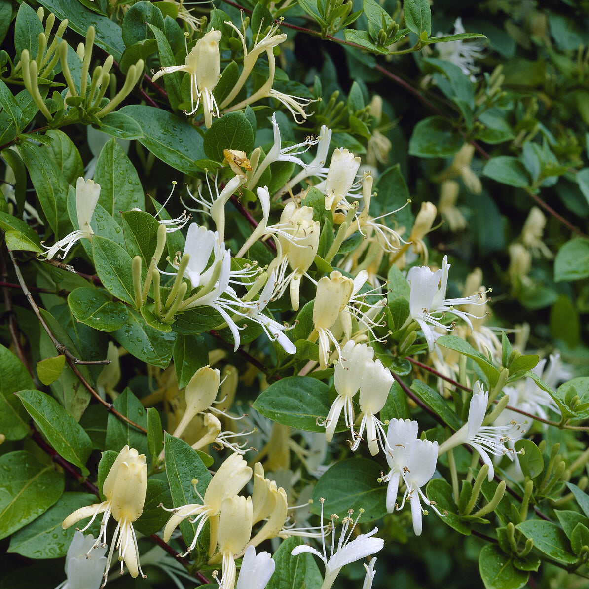 Lonicera japonica Halliana - Japanische Geißblatt Halliana - Kletterheckenblüten