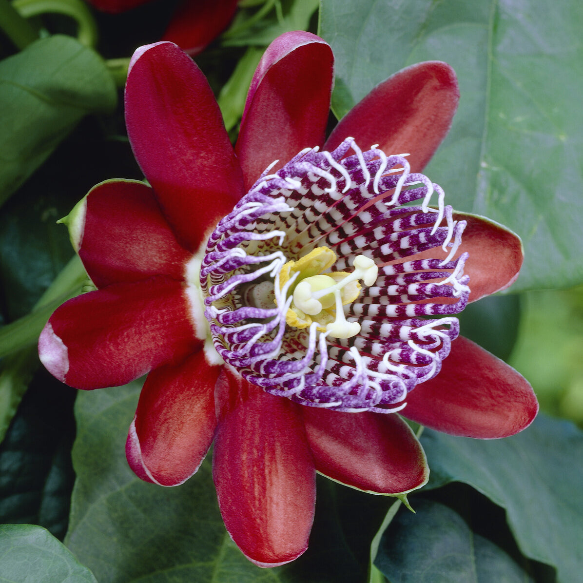 Verkauf Wilder Grenadill/Flügelflieder - Passiflora alata