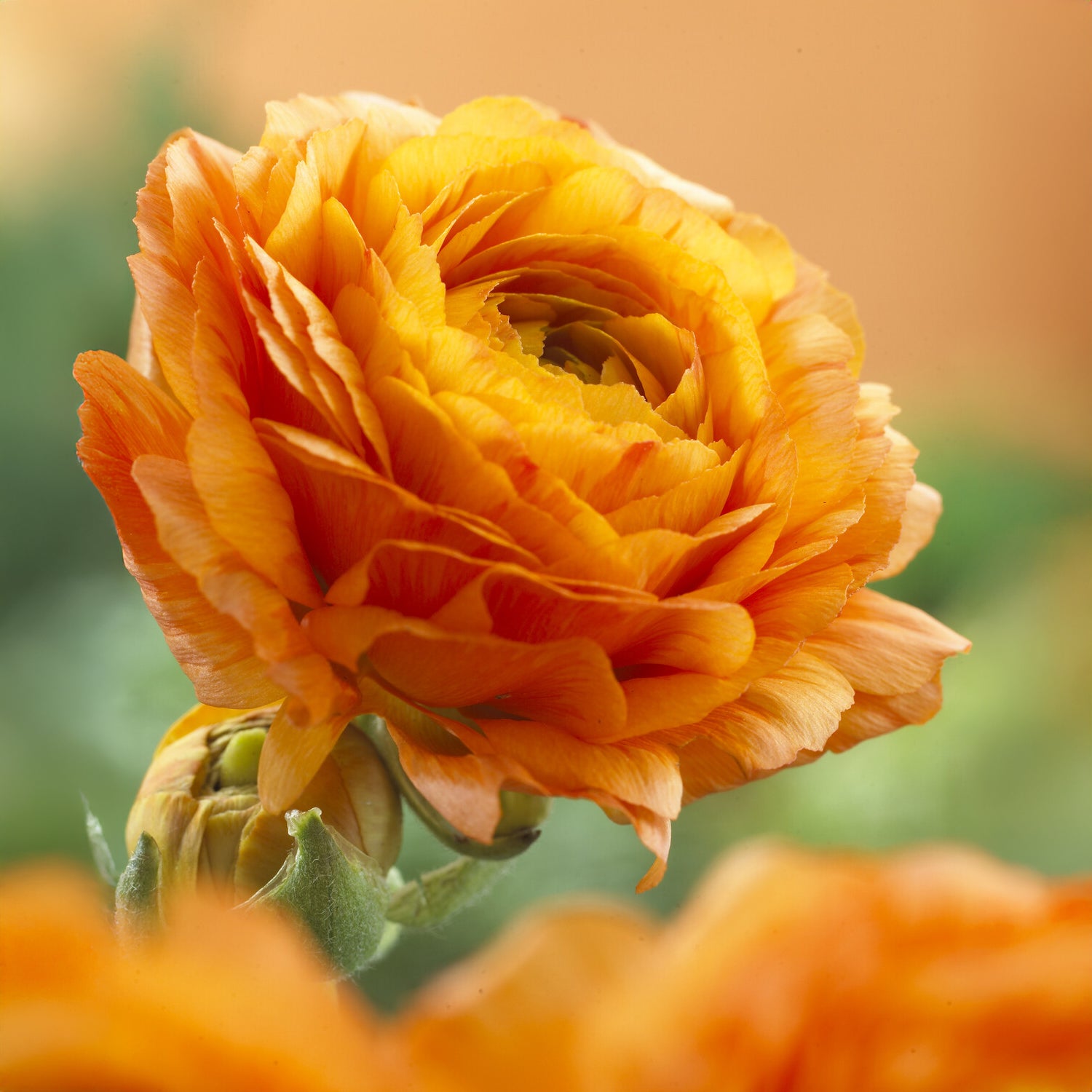 Ranunculus asiaticus Orange - 10 Asiatische Ranunkeln orange - Ranunkeln-Zwiebeln