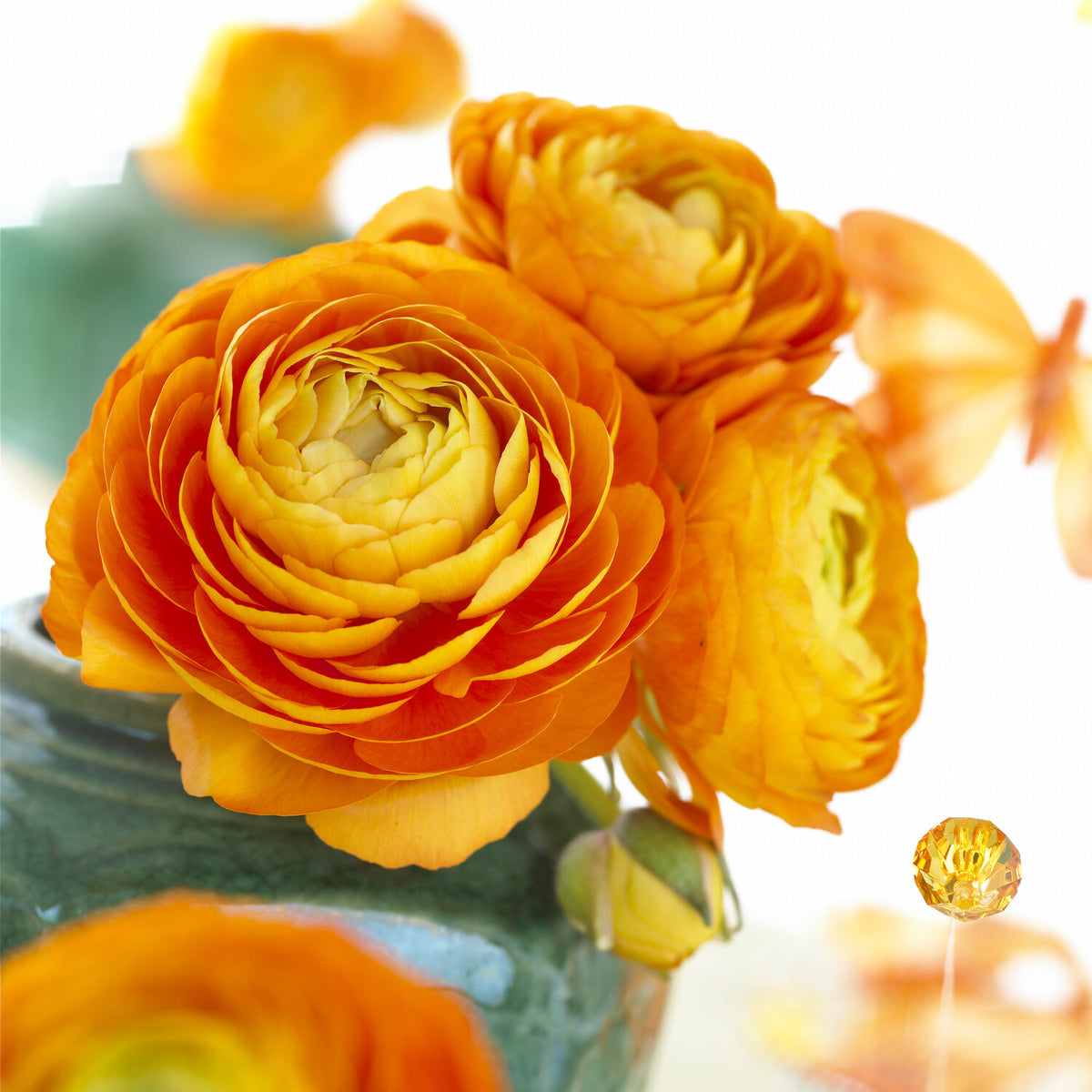 Ranunkeln-Zwiebeln - Asiatische Ranunkeln Orange (x10) - Ranunculus asiaticus Orange