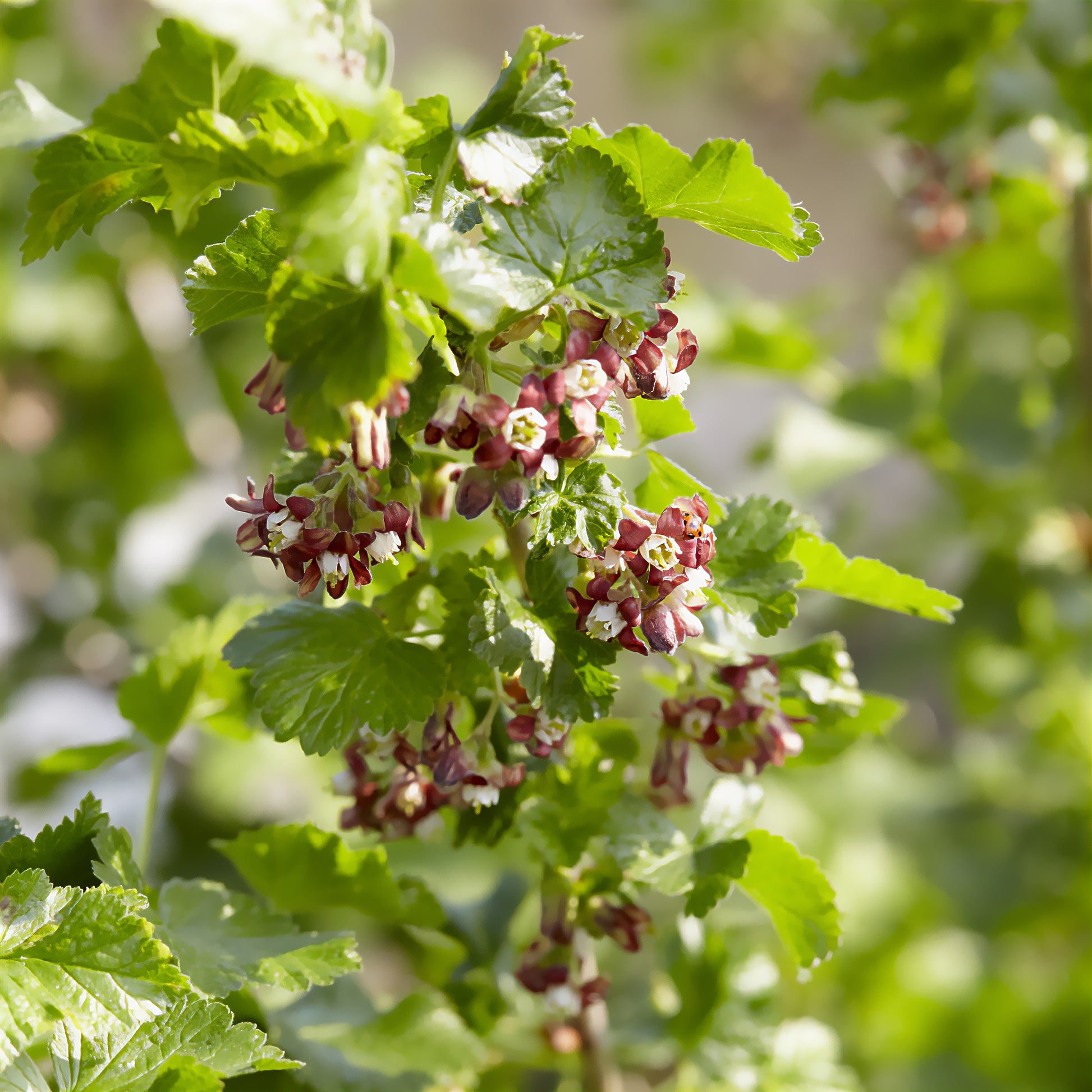 Caseille Josta - Ribes nidigrolaria Josta - Bakker