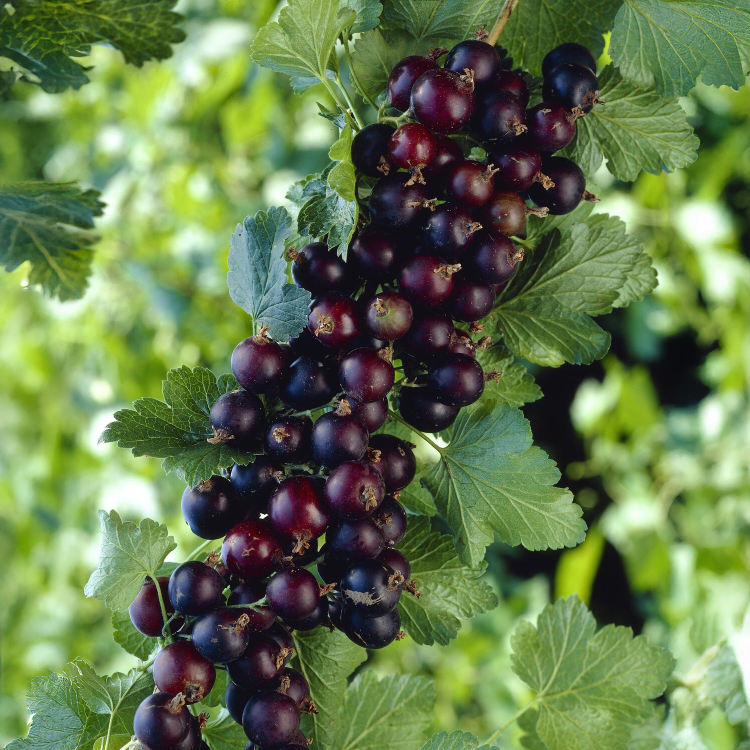 Ribes nidigrolaria Josta - Caseille Josta - Schwarze Johannisbeeren