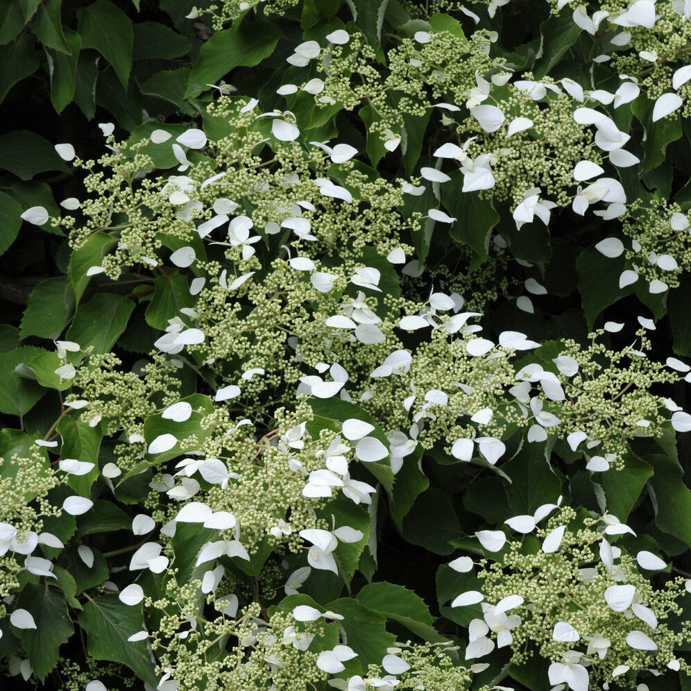 Verkauf Spalthortensie - Schizophragma hydrangeoïdes