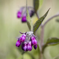 Symphytum officinale - Beinwell (Beinwell officinalis) - Wildpflanzen für den Garten