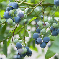 Vaccinium corymbosum Berkeley - Amerikanische Heidelbeere 'Berkeley - Heidelbeeren