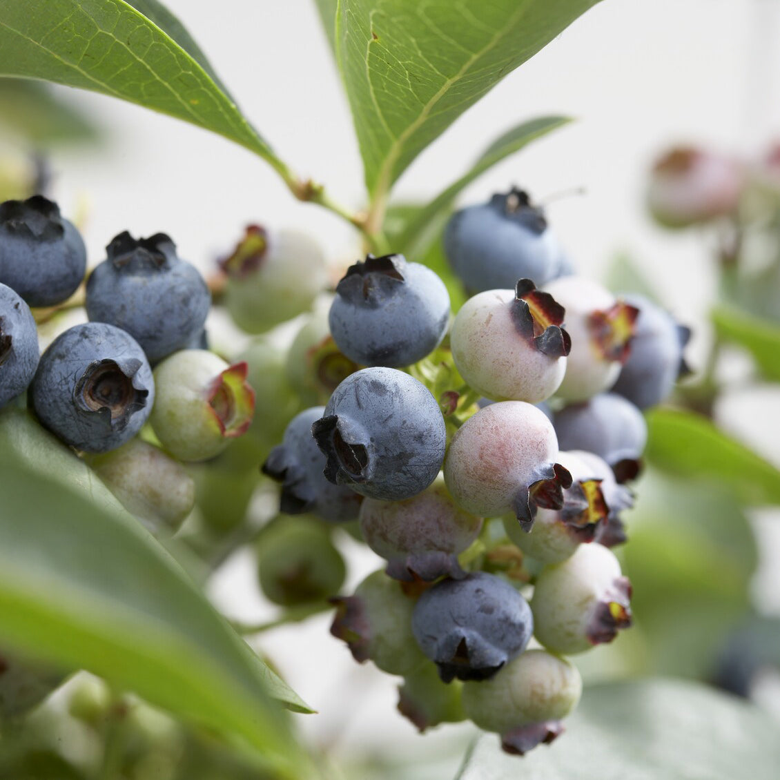 Heidelbeere 'Chandler - Vaccinium corymbosum Chandler - Bakker