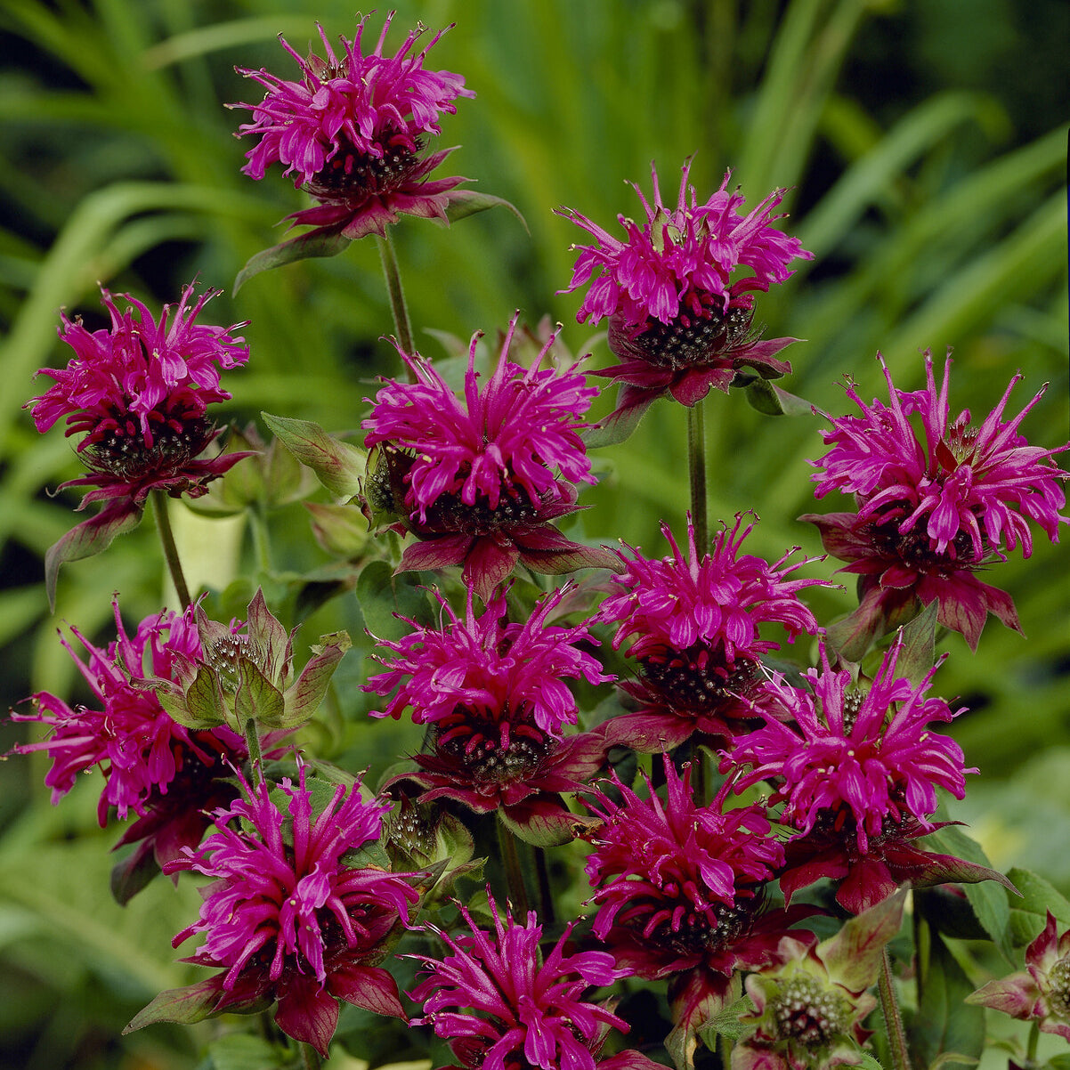 Bergamotte-Pflanze 'Skorpion' - Monarda Scorpion - Bakker