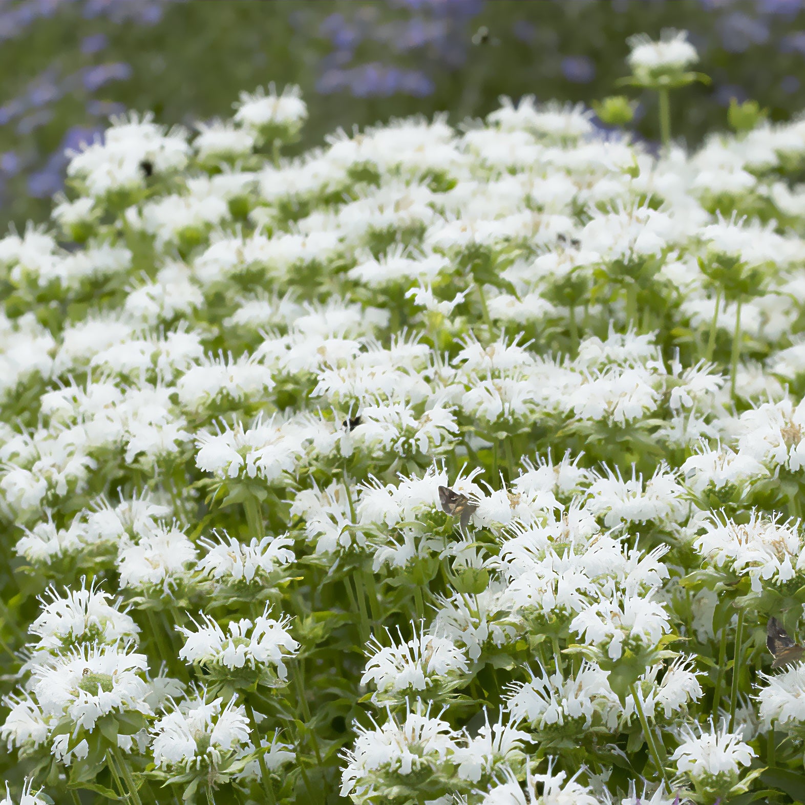 Monarda schneewittchen - Bergamotte-Pflanze 'Schneewittchen' - Monarde