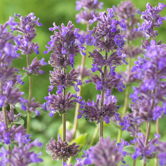 Katzenminze 'Grog' - Bakker