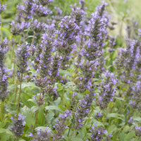 Nepeta - Kaukasische Katzenminze - Nepeta kubanica
