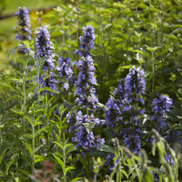 Verkauf Kaukasische Katzenminze - Nepeta kubanica