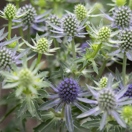 Flachblättrige Edeldistel Blue Hobbit - Bakker