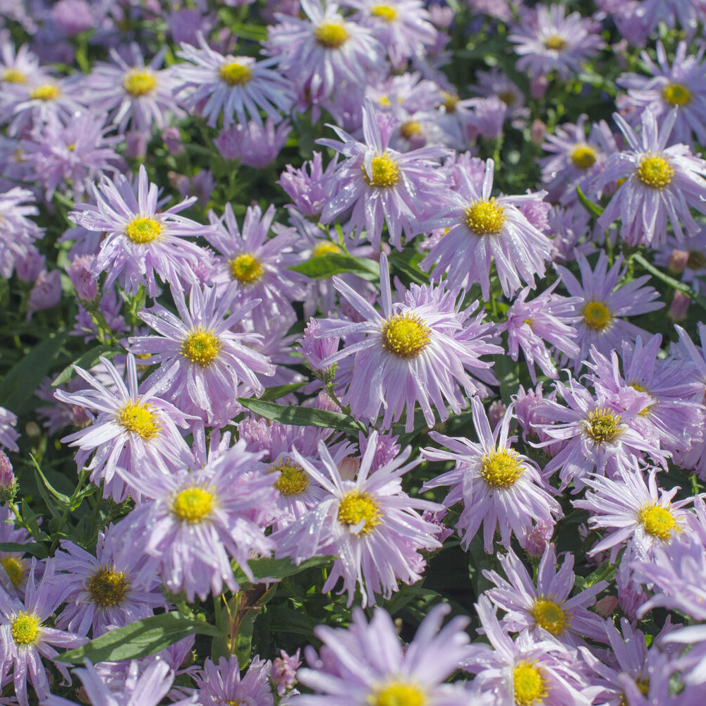 Glattblatt-Aster 'Fellowship' - Aster novi-belgii fellowship - Bakker