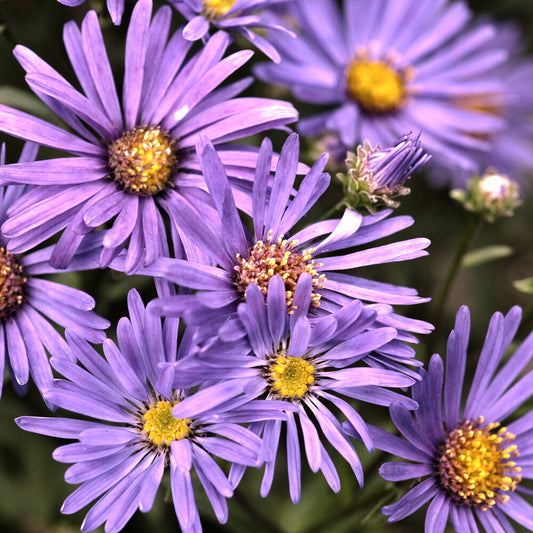 Sommer-Aster 'Veilchenkönigin' - Bakker