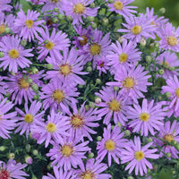 Myrten Aster 'Blue Star' - Bakker