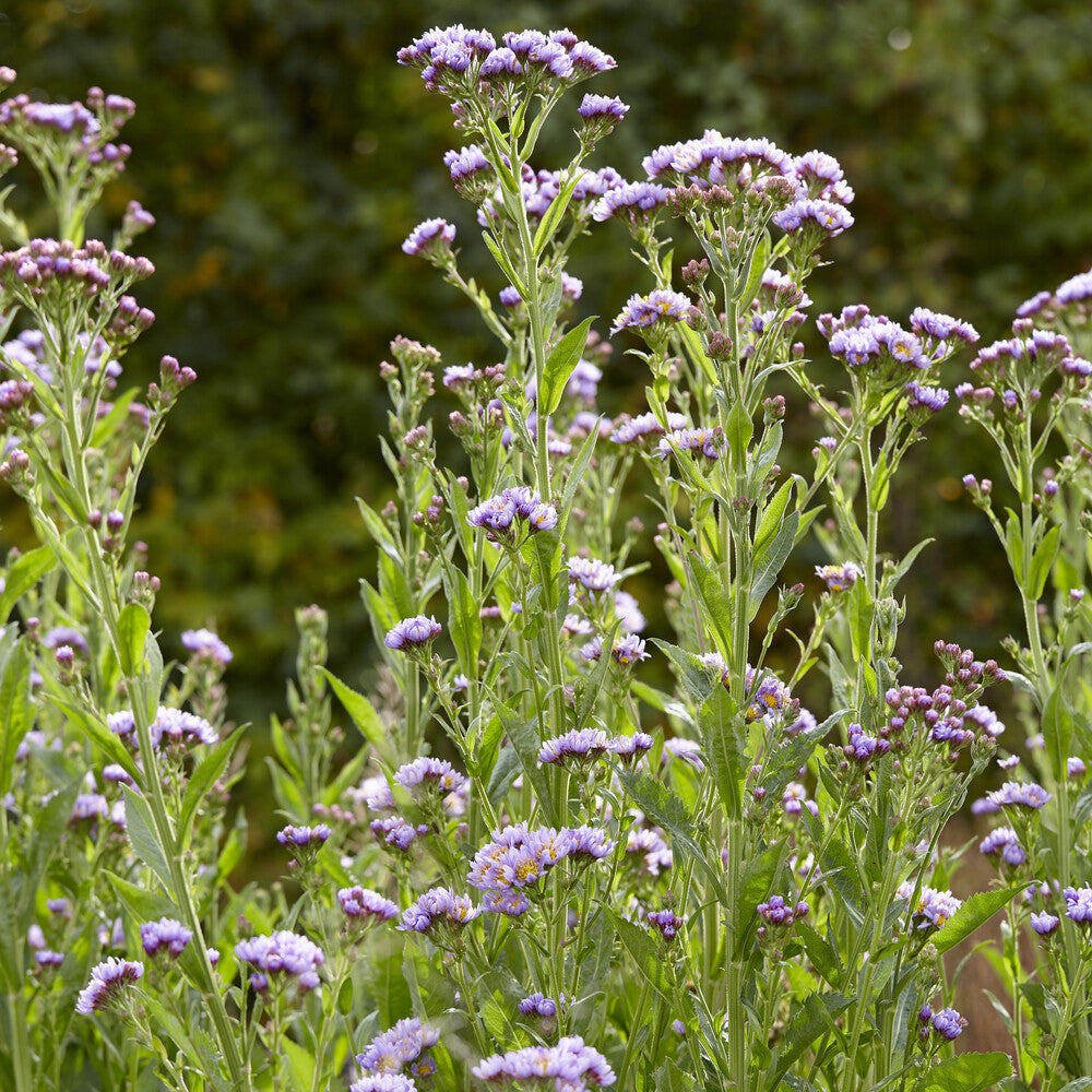 Herbst-Aster 'Jindai' - Bakker