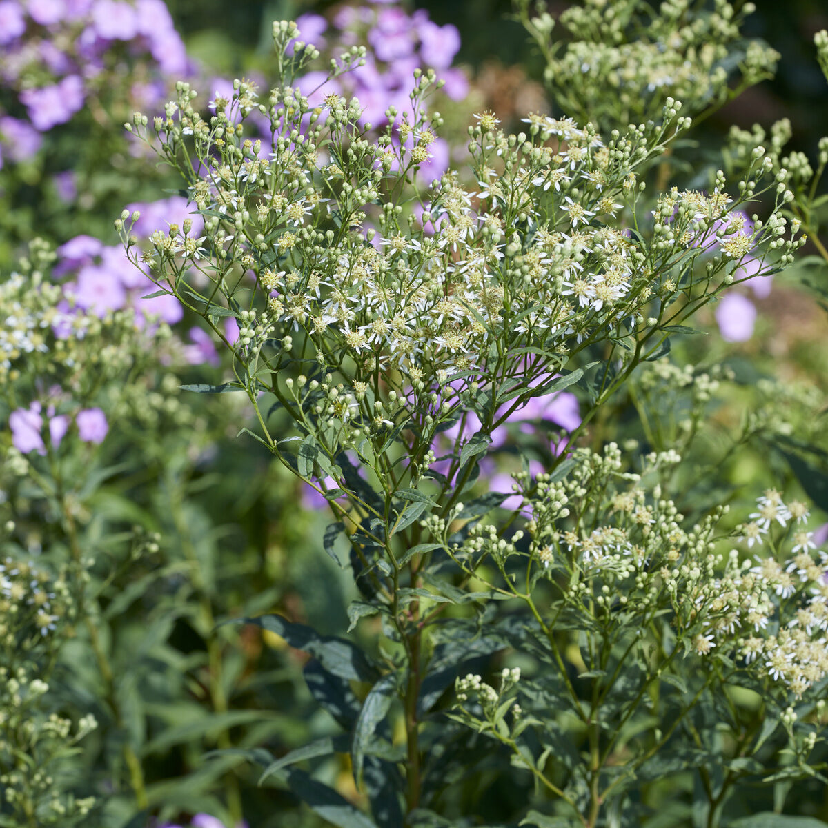 Dolden-Aster Weisser Schirm - Bakker