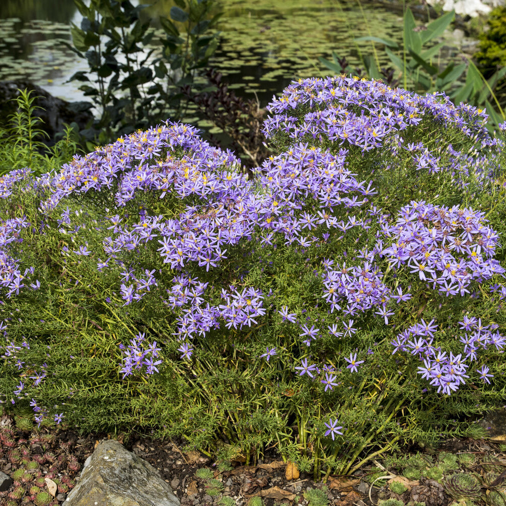 Niedrige Garten-Aster 'Nanus' - Aster sedifolius Nanus - Bakker