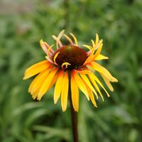 Sonnenhut 'Funky Yellow - Bakker