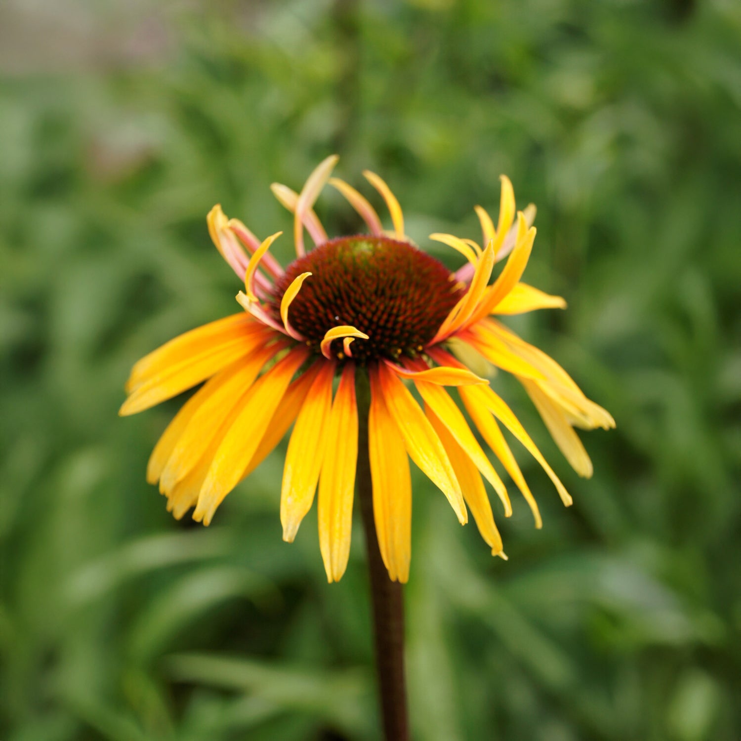 Sonnenhut 'Funky Yellow - Bakker